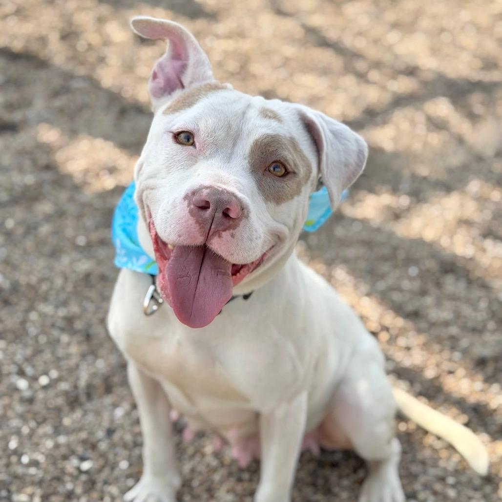 Enlarge Ponzi, a Adoptable Mixed Breed in DeKalb, IL image 4/6