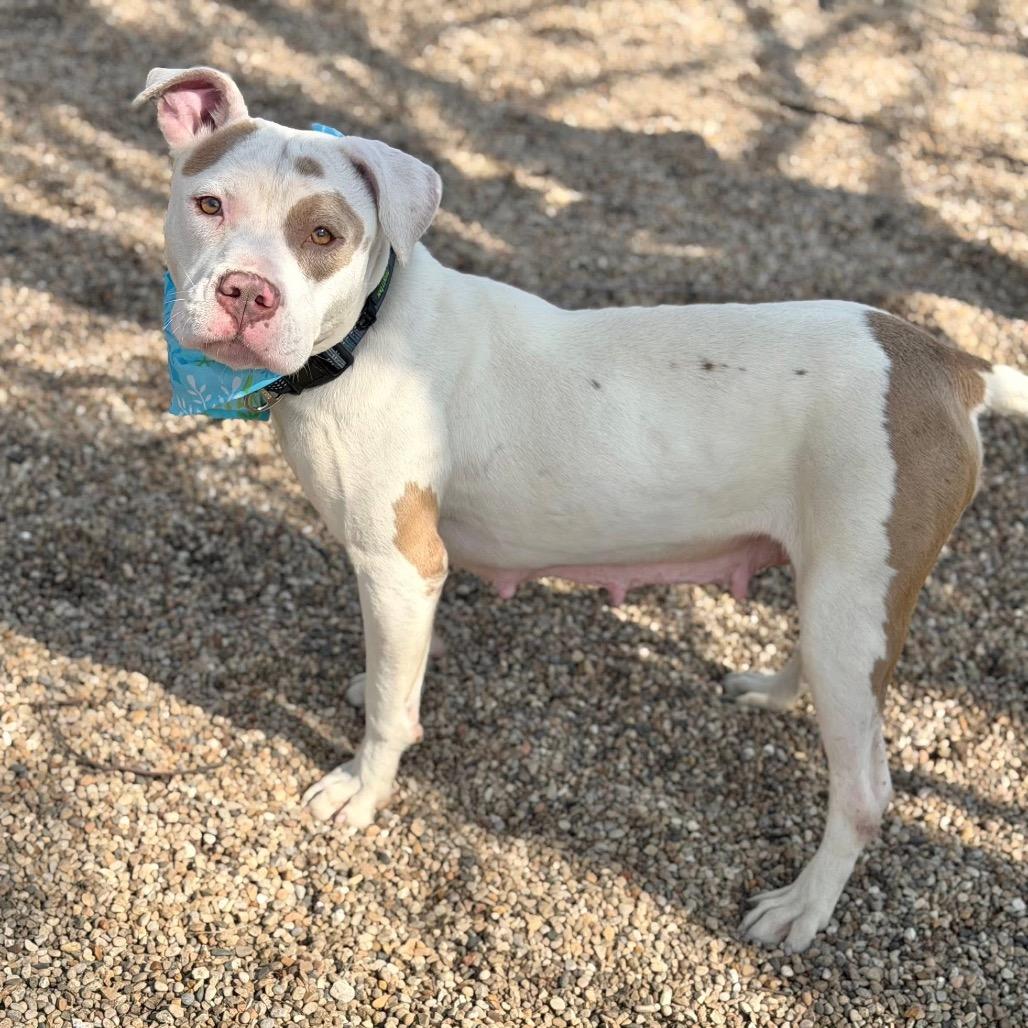 Enlarge Ponzi, a Adoptable Mixed Breed in DeKalb, IL image 5/6