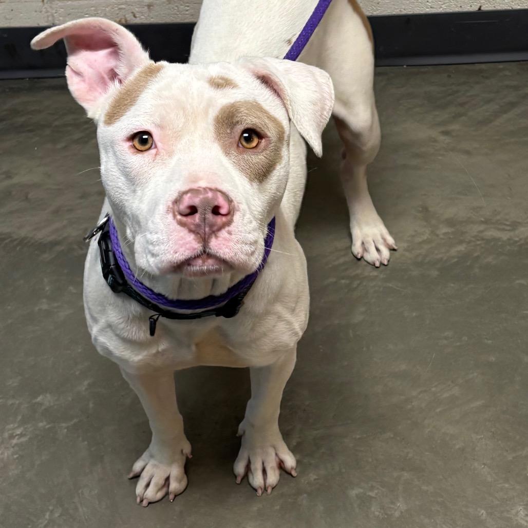 Enlarge Ponzi, a Adoptable Mixed Breed in DeKalb, IL image 6/6