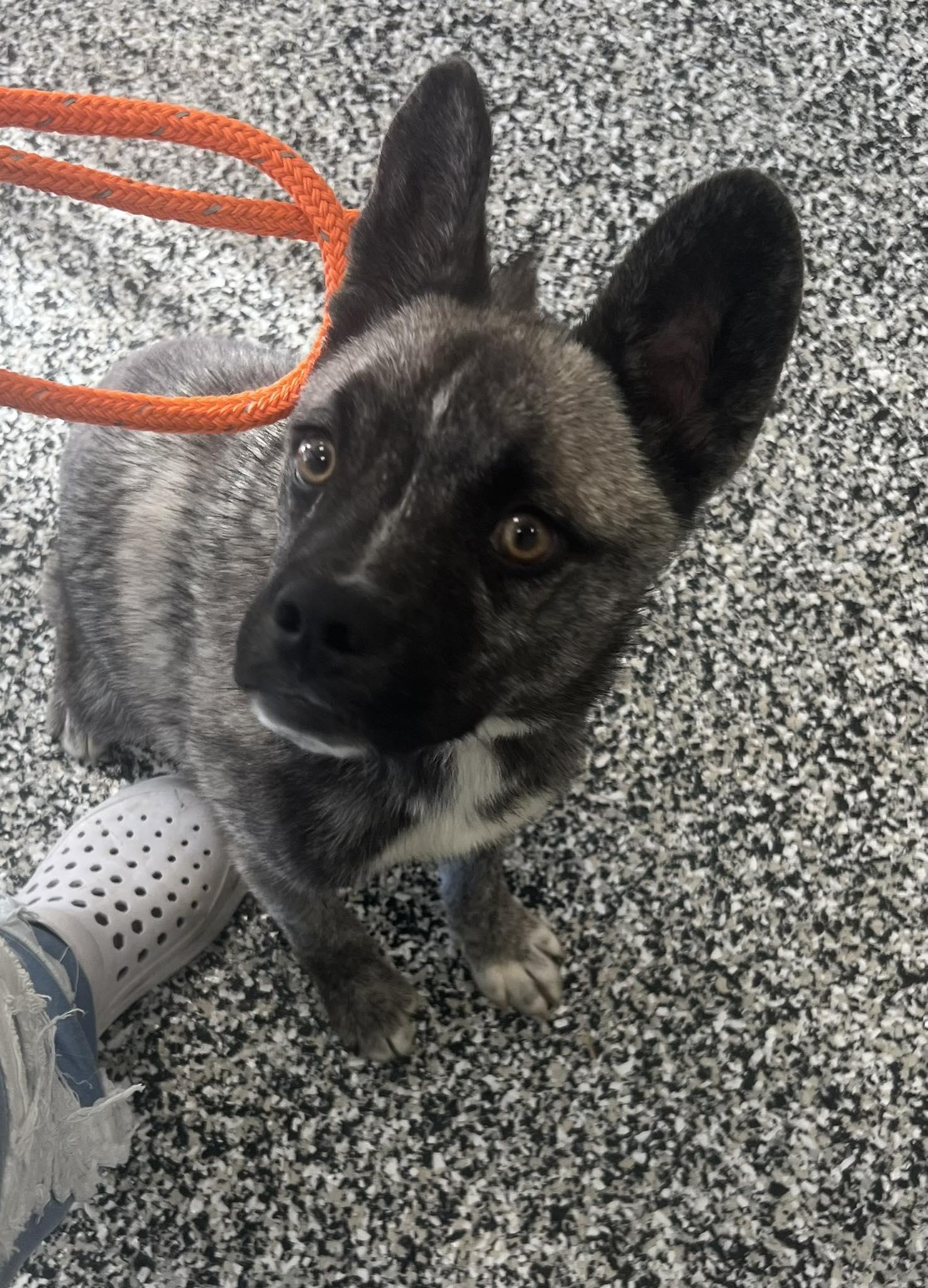 Enlarge Boone, a ADOPTABLE mixed breed in Middletown, NJ image 1/4