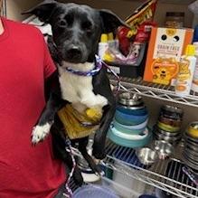 Dewey, Adoptable, Adult Male Chihuahua.