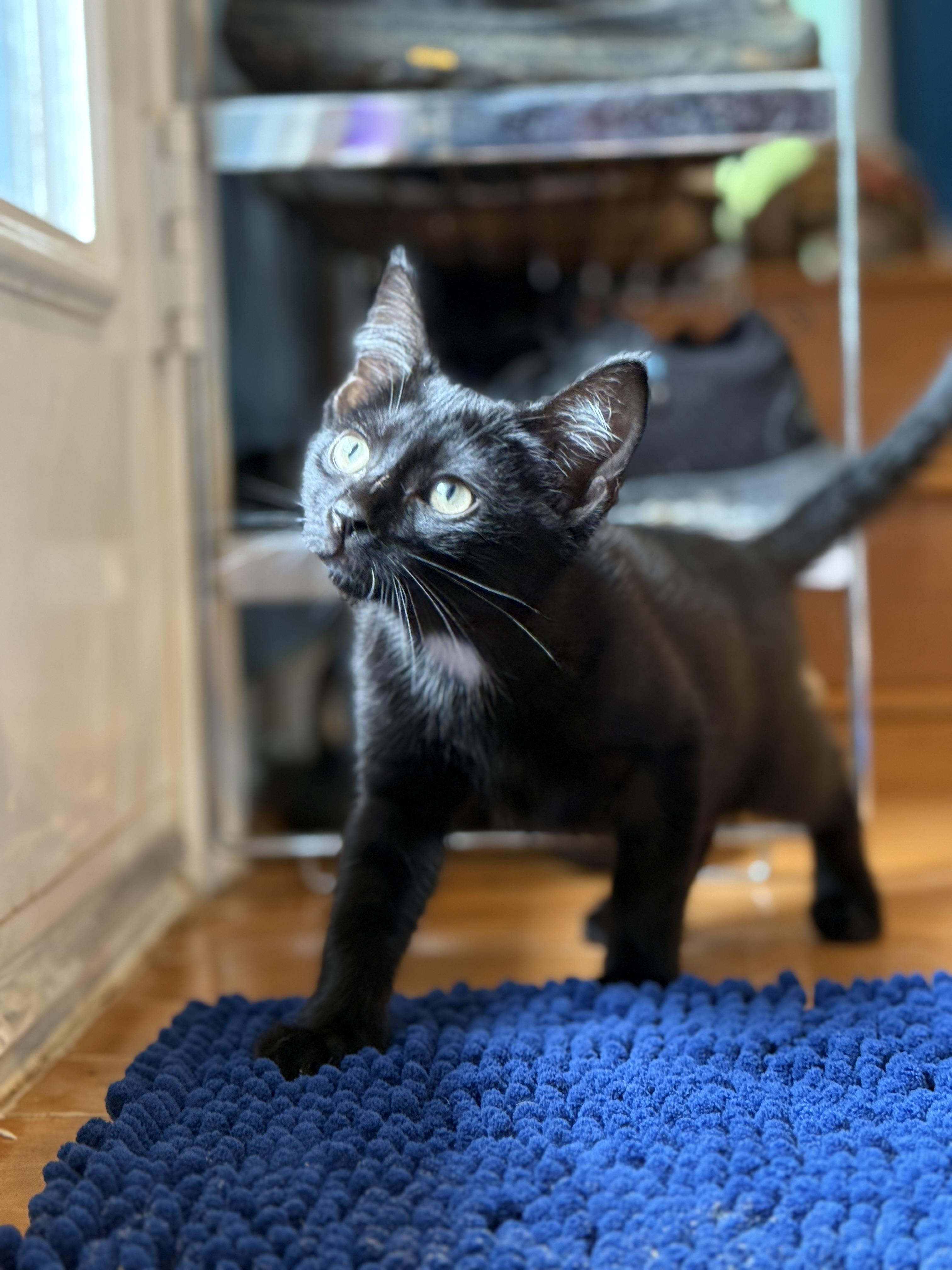 Benedict, Adoptable, Kitten Male Domestic Short Hair.