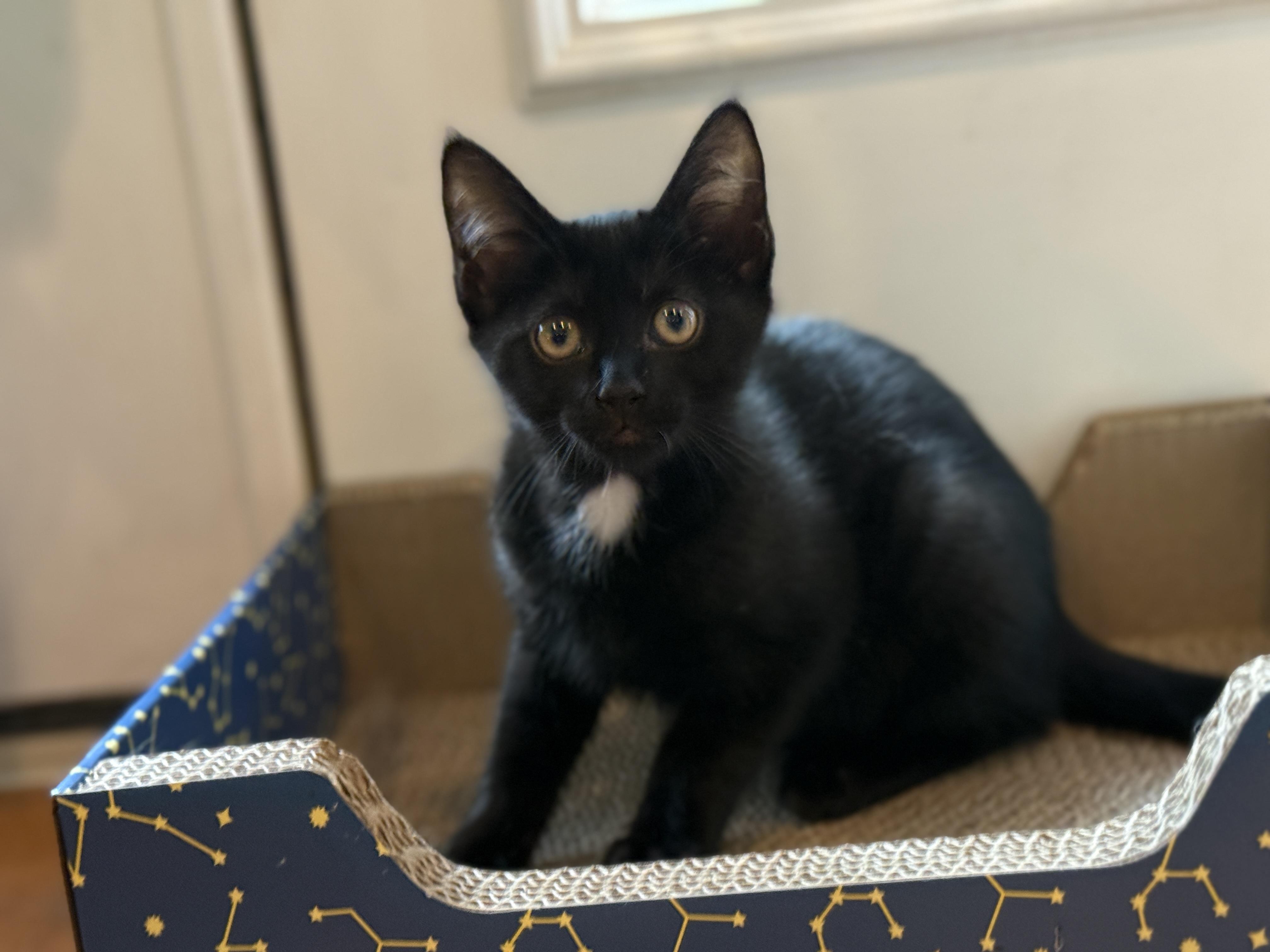 Enlarge Benedict, a Adoptable Domestic Short Hair in Keller, TX image 5/5