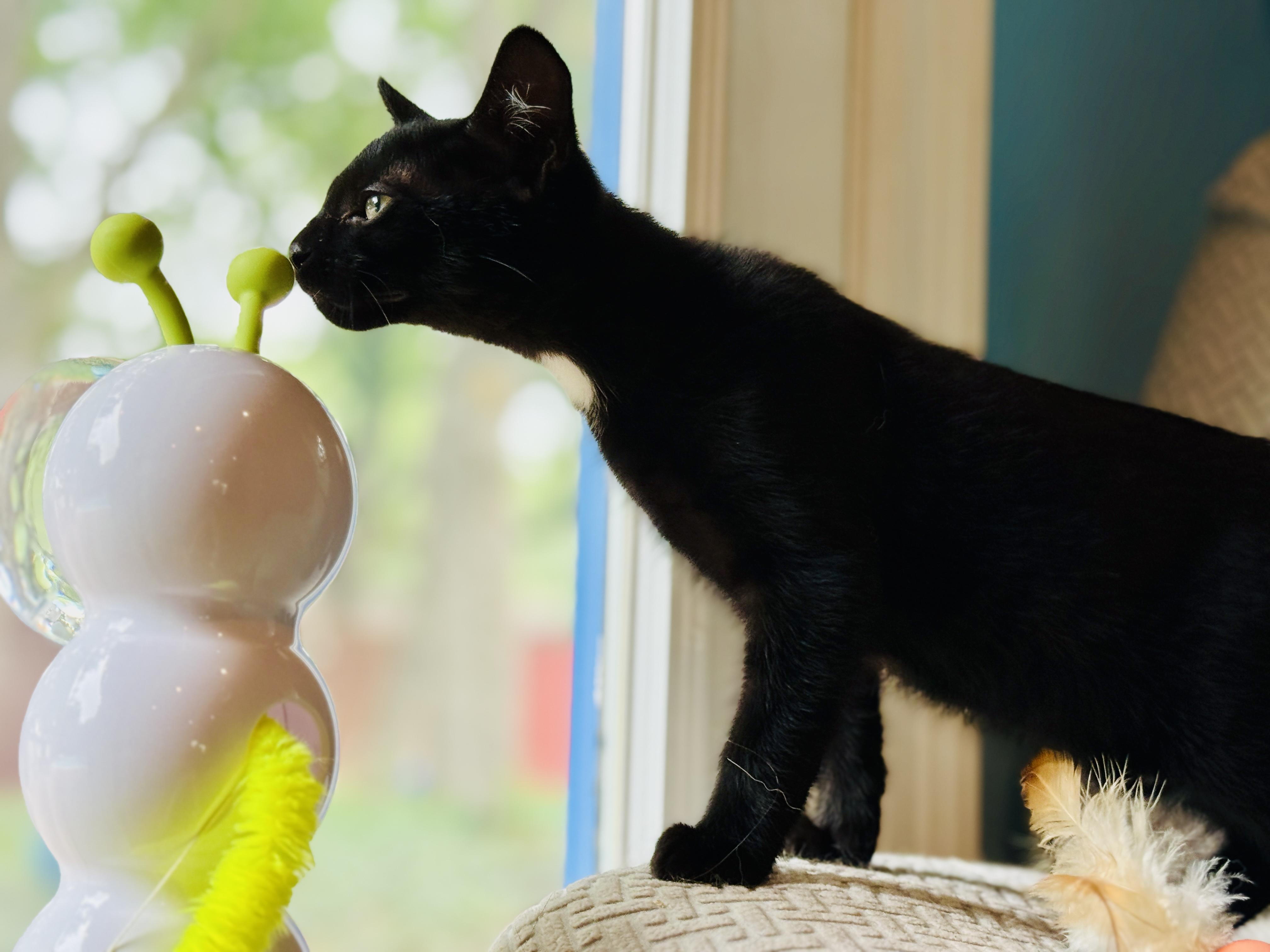 Enlarge Benedict, a Adoptable Domestic Short Hair in Keller, TX image 4/5