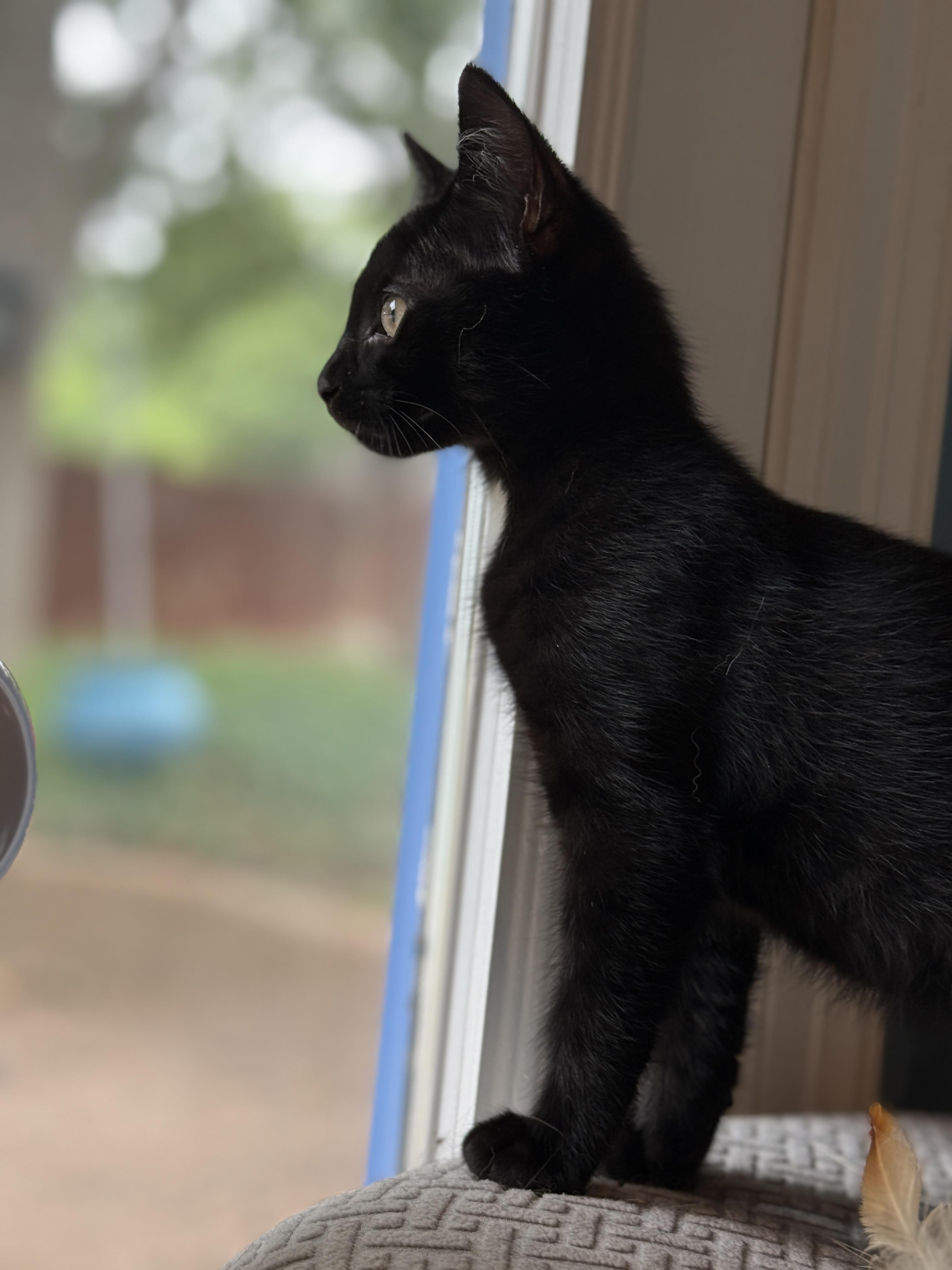 Enlarge Benedict, a Adoptable Domestic Short Hair in Keller, TX image 2/5