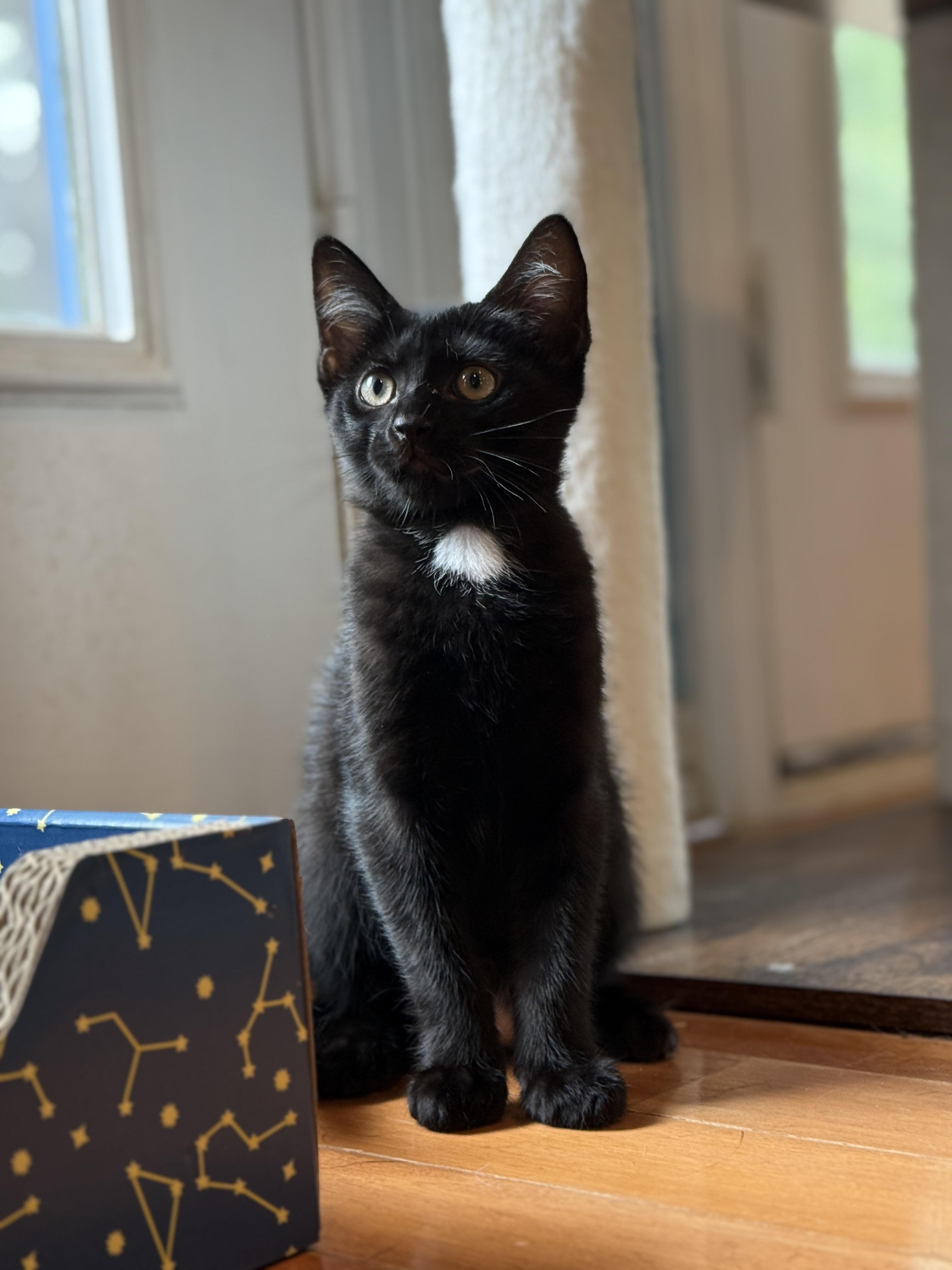 Enlarge Benedict, a Adoptable Domestic Short Hair in Keller, TX image 3/5