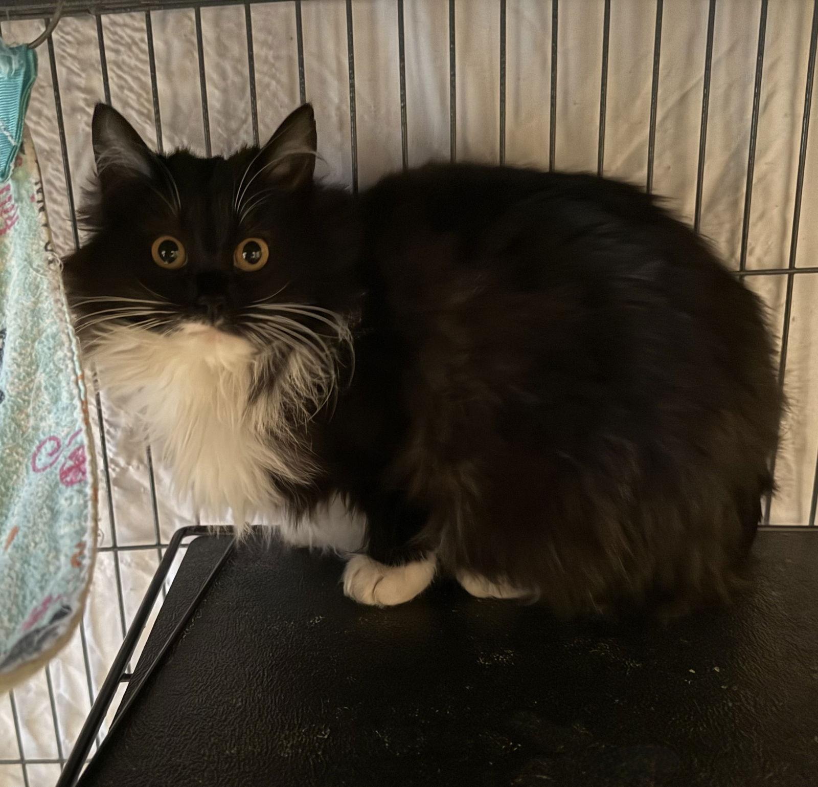 Figgy, Adopted, Young Female Domestic Long Hair.