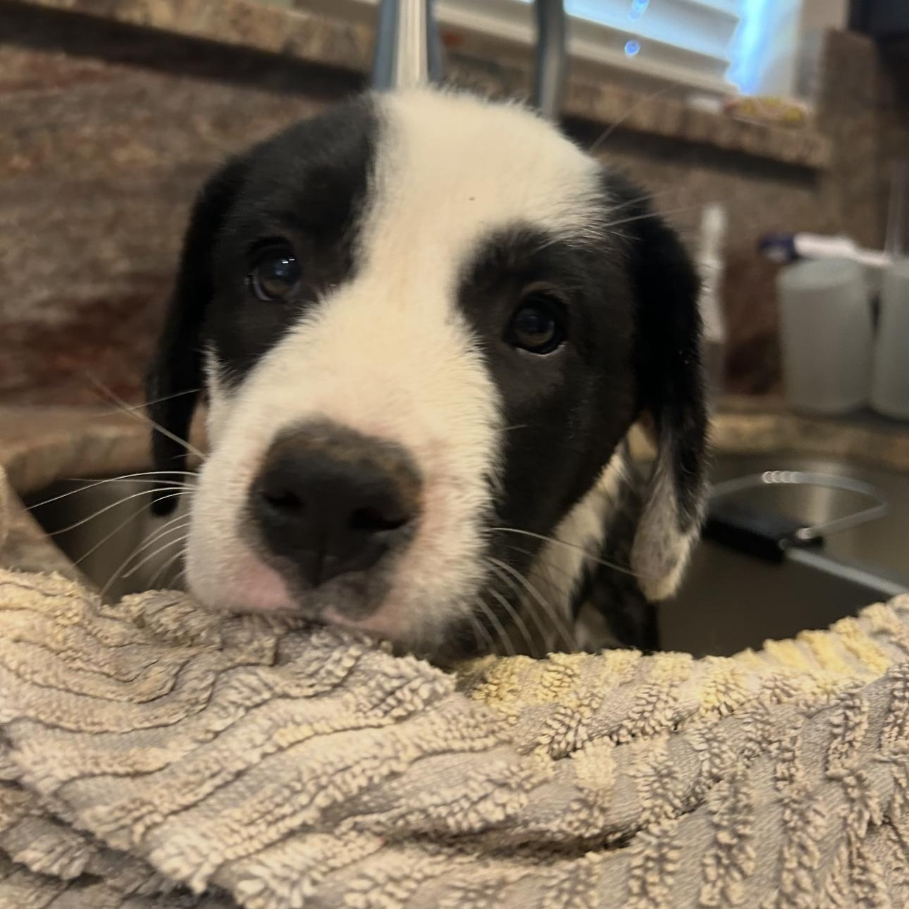 Panda, an adoptable Border Collie in Clovis, NM, 88101 | Photo Image 4