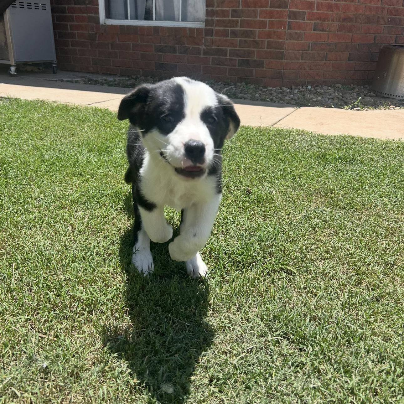 Panda, an adoptable Border Collie in Clovis, NM, 88101 | Photo Image 6