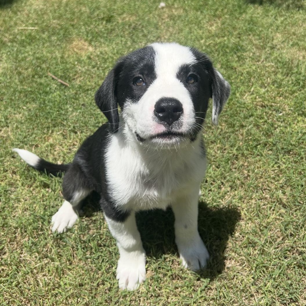 Panda, an adoptable Border Collie in Clovis, NM, 88101 | Photo Image 1