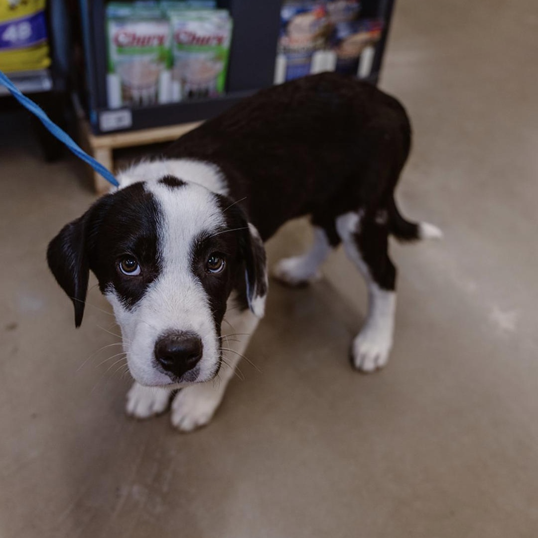 Panda, an adoptable Border Collie in Clovis, NM, 88101 | Photo Image 3