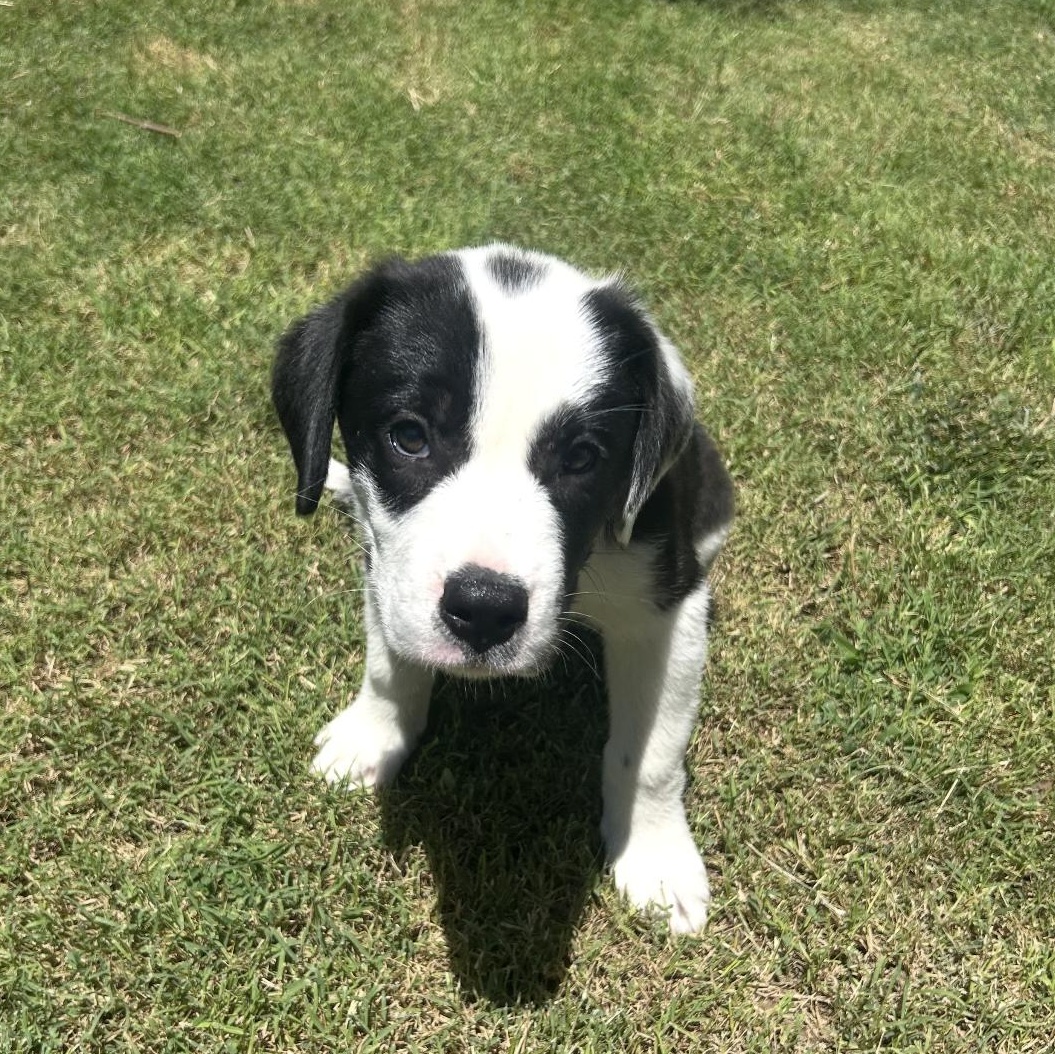 Panda, an adoptable Border Collie in Clovis, NM, 88101 | Photo Image 5