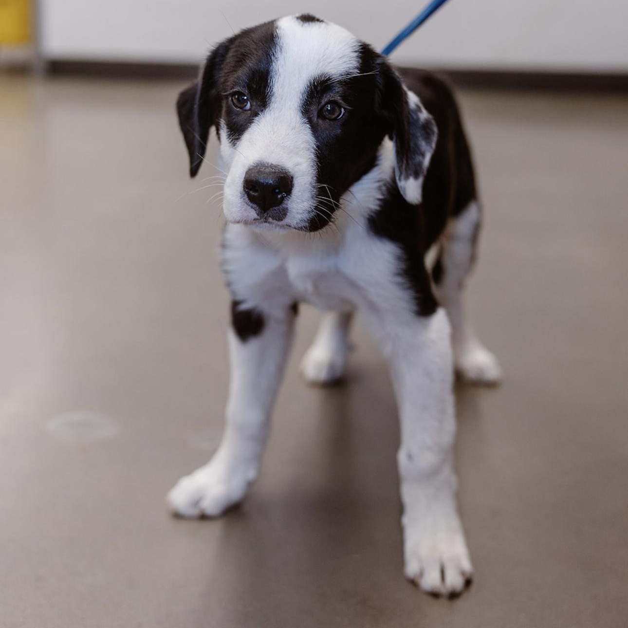 Panda, an adoptable Border Collie in Clovis, NM, 88101 | Photo Image 2