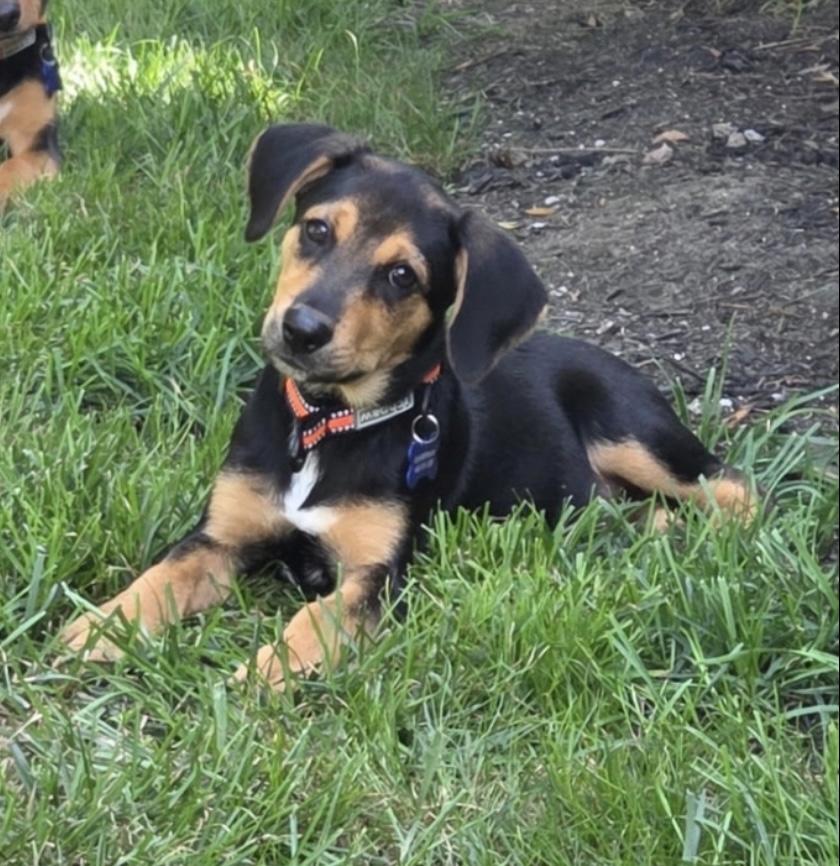 Gus, a Adoptable Mixed Breed in Columbia, MD image 6/6