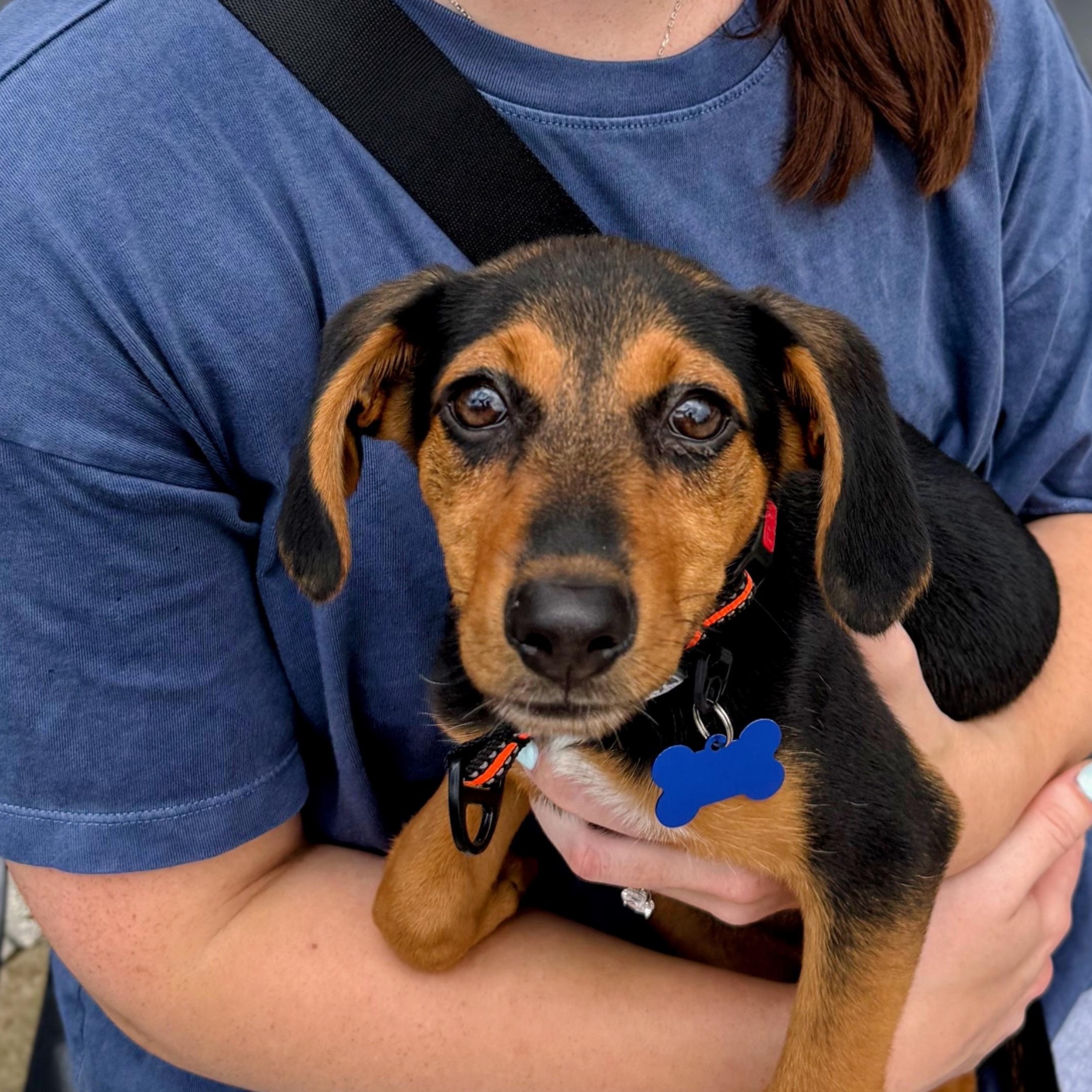 Gus, a Adoptable Mixed Breed in Columbia, MD image 2/6