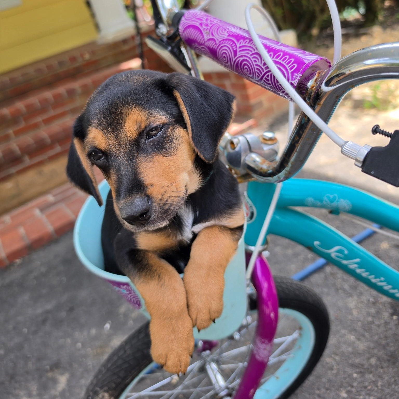 Gus, a Adoptable Mixed Breed in Columbia, MD image 3/6