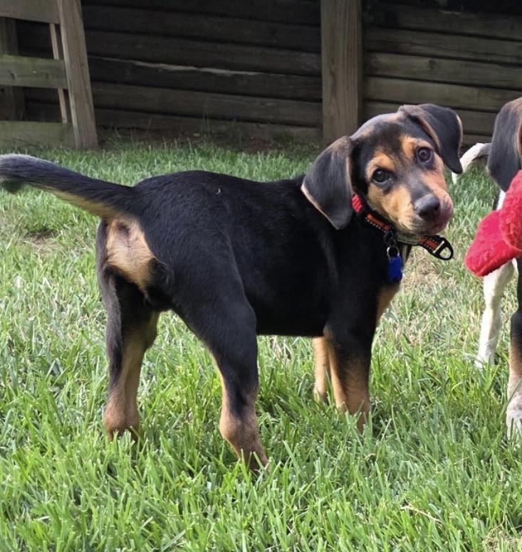 Gus, a Adoptable Mixed Breed in Columbia, MD image 5/6