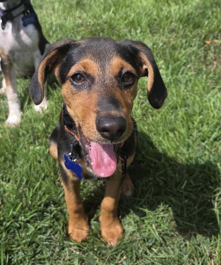 Gus, a Adoptable Mixed Breed in Columbia, MD image 1/6