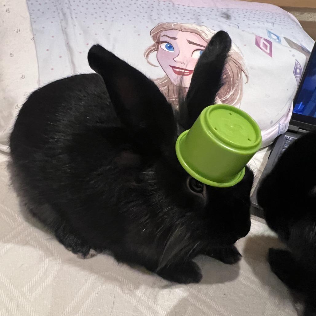 Lyle, Adoptable, Young Male American.