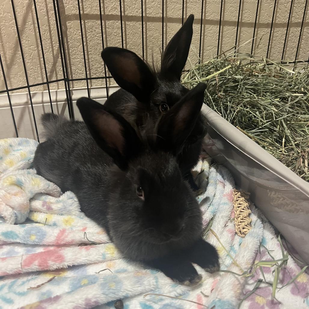 Lyle, a Adoptable American in Richmond, CA image 4/6