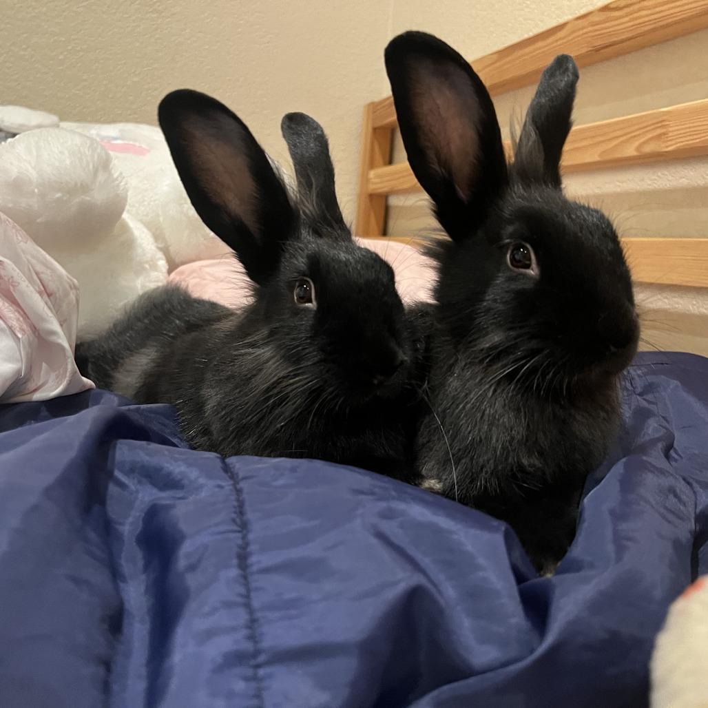 Lyle, a Adoptable American in Richmond, CA image 6/6