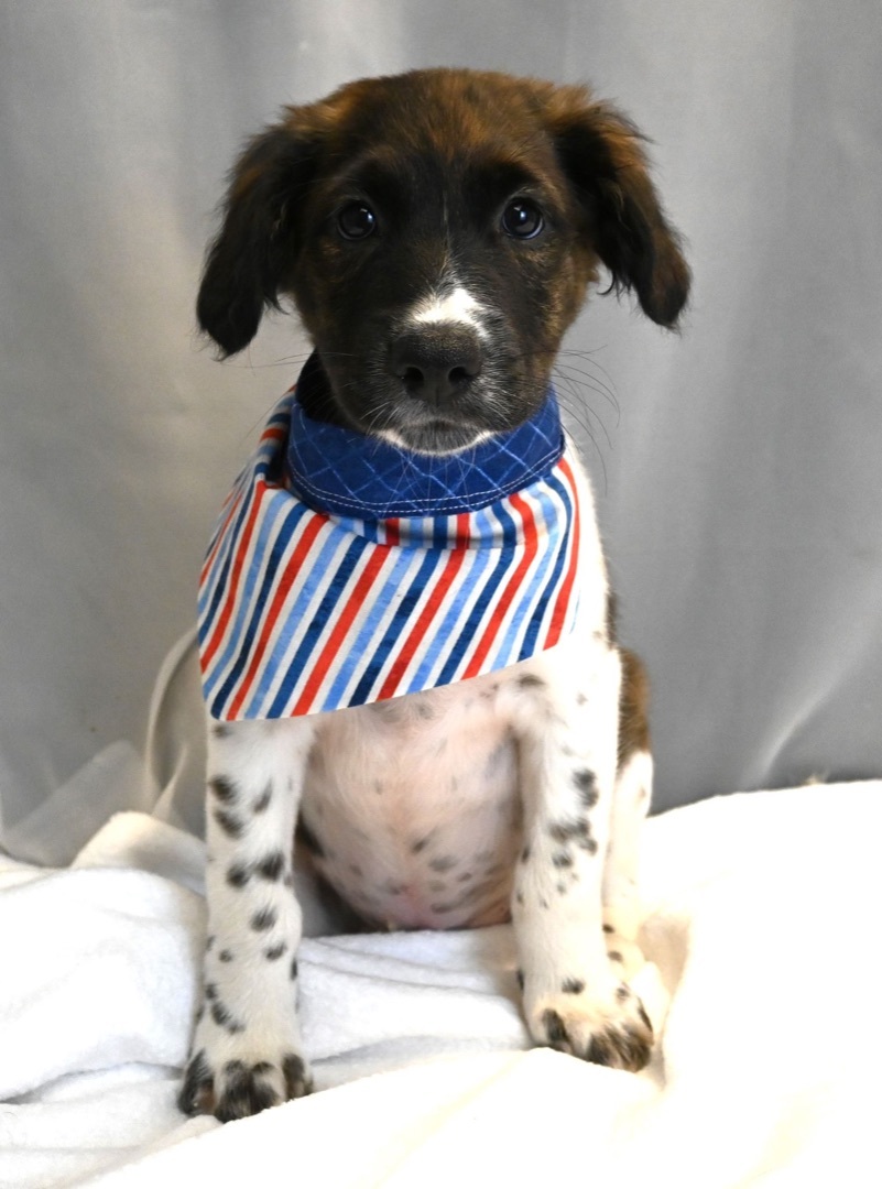 King (Super Snuggly), Adopted, Puppy Male Spaniel & Terrier.