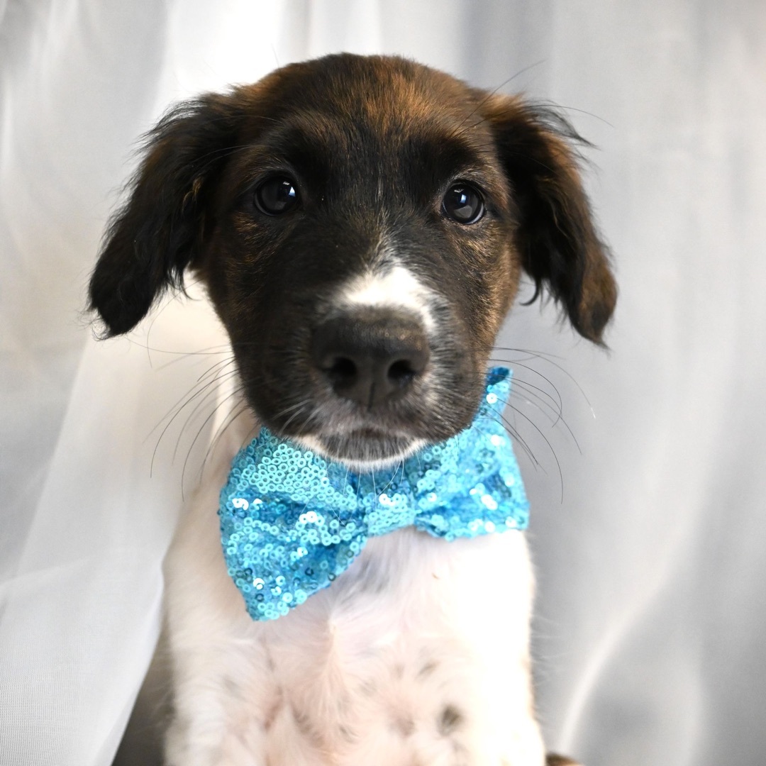 King (Super Snuggly), a Adopted mixed breed in Farmington, CT image 2/6