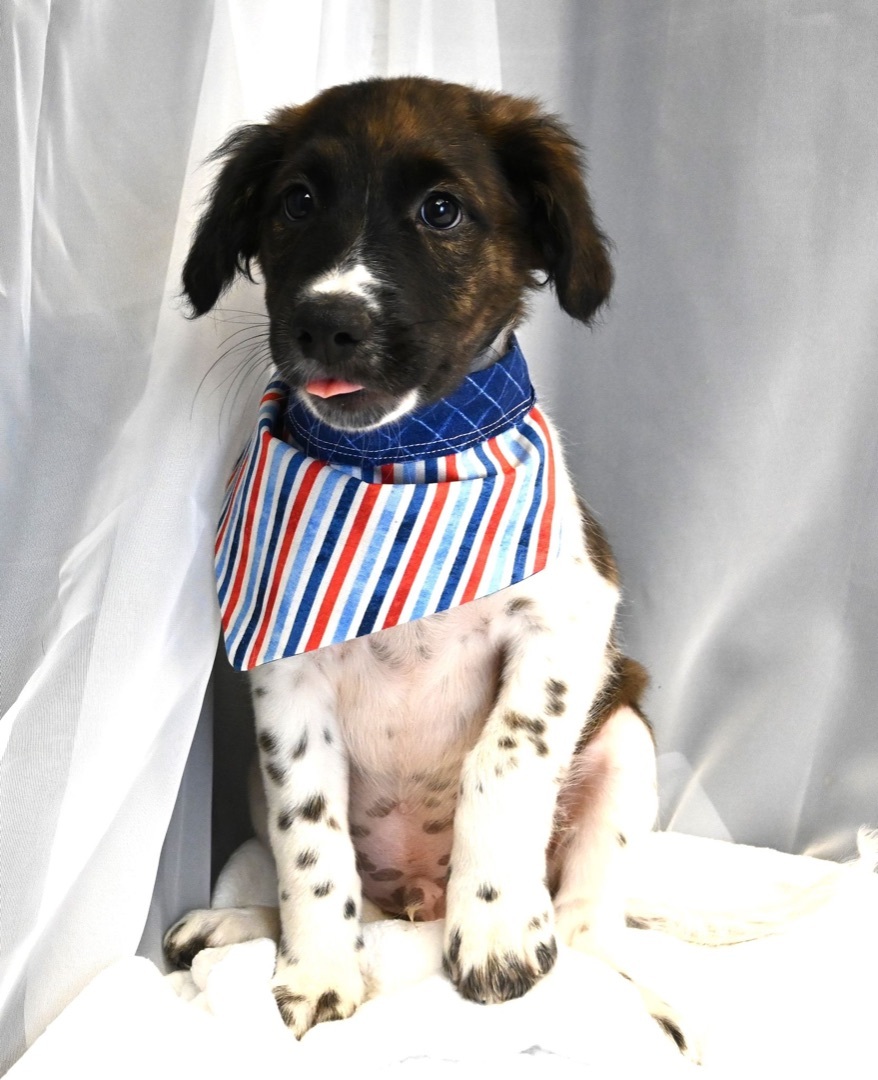 King (Super Snuggly), a Adopted mixed breed in Farmington, CT image 3/6