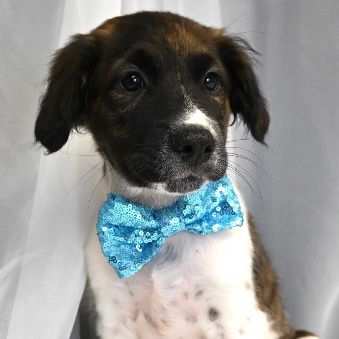 King (Super Snuggly), a Adopted mixed breed in Farmington, CT image 4/6