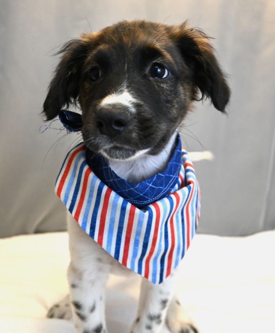 King (Super Snuggly), a Adopted mixed breed in Farmington, CT image 5/6