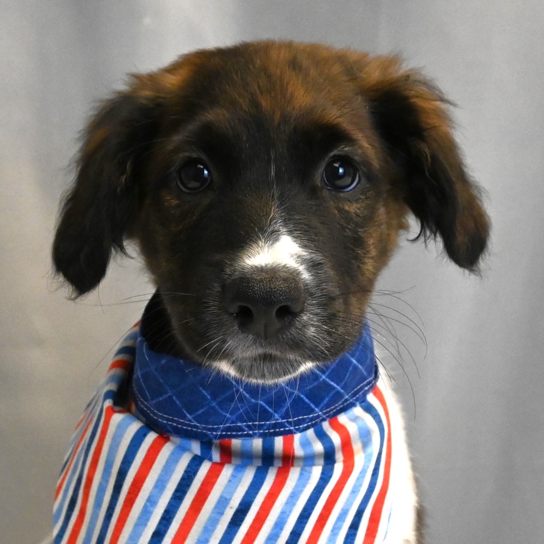 King (Super Snuggly), a Adopted mixed breed in Farmington, CT image 6/6