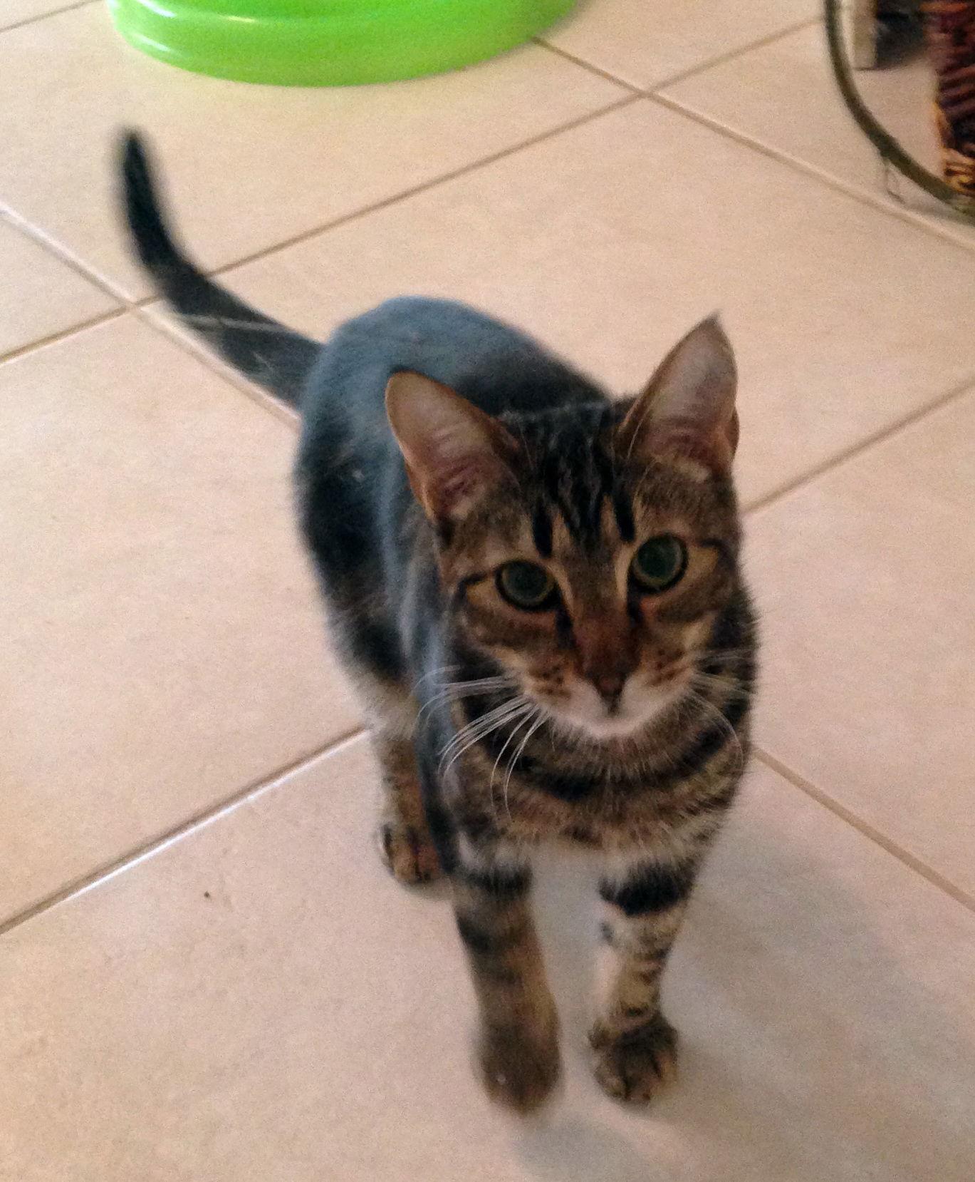 Enlarge Mason, a Adoptable Tabby in Alvin, TX image 2/6