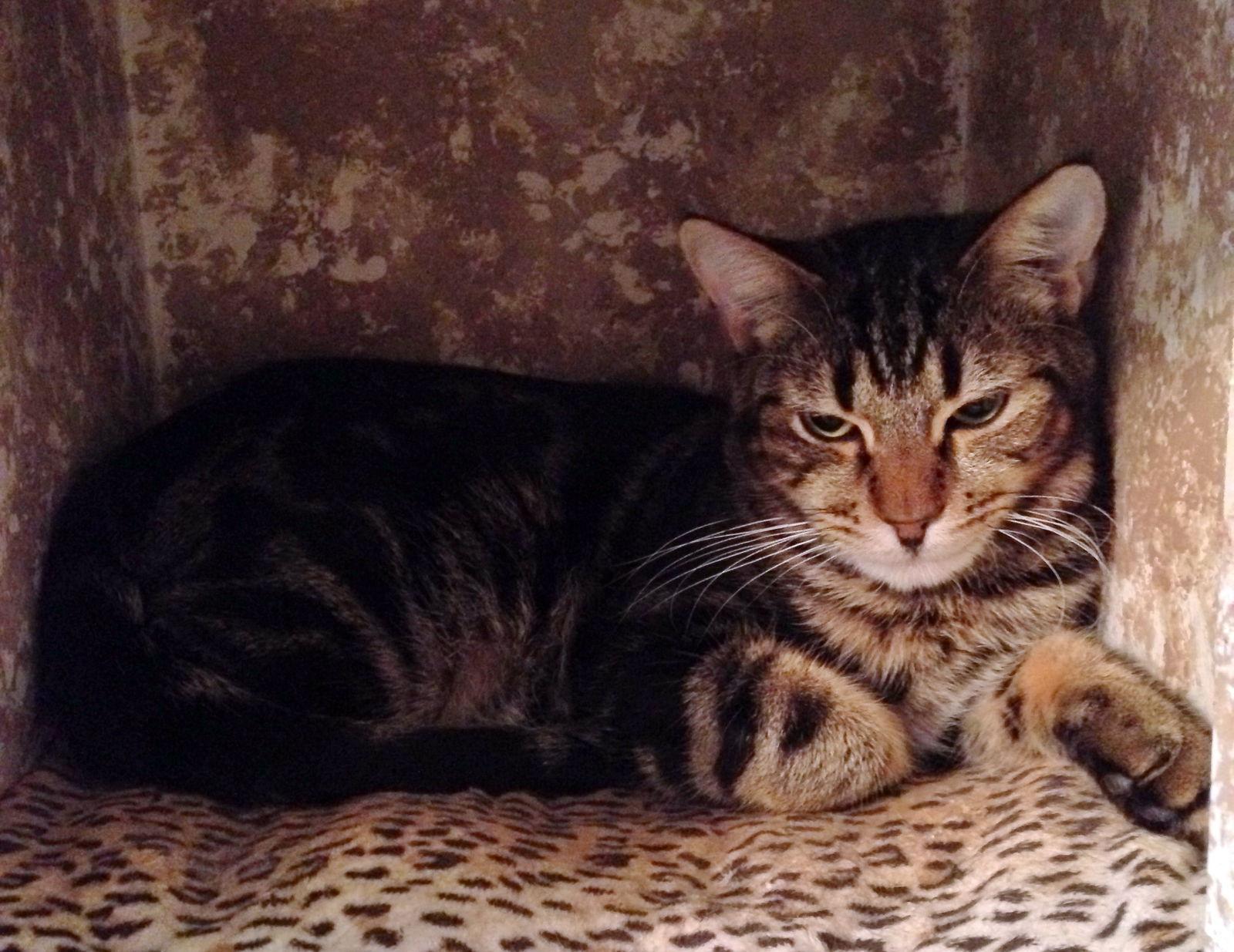 Mason, Adoptable, Adult Male Tabby.