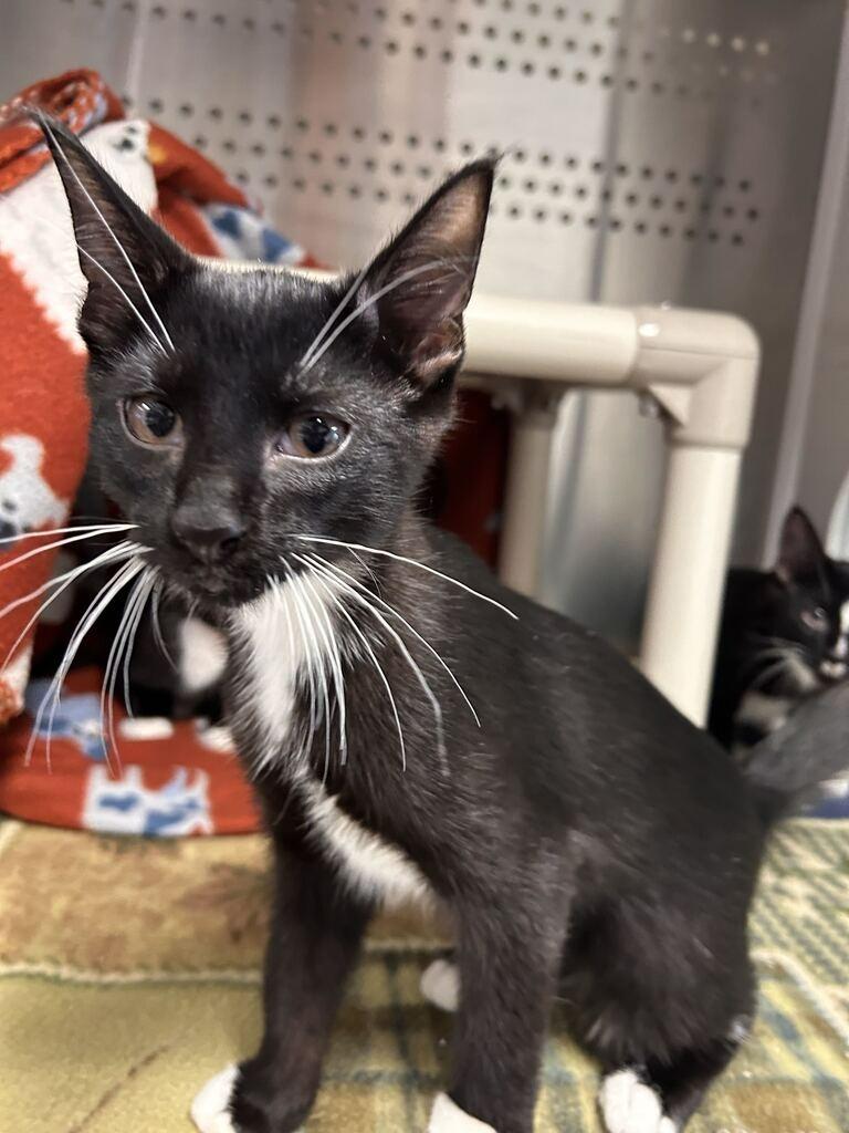 Question Mark, Adoptable, Kitten Male Domestic Short Hair.