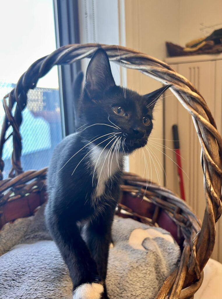 Enlarge Question Mark, a Adoptable mixed breed in Minot, ND image 2/3