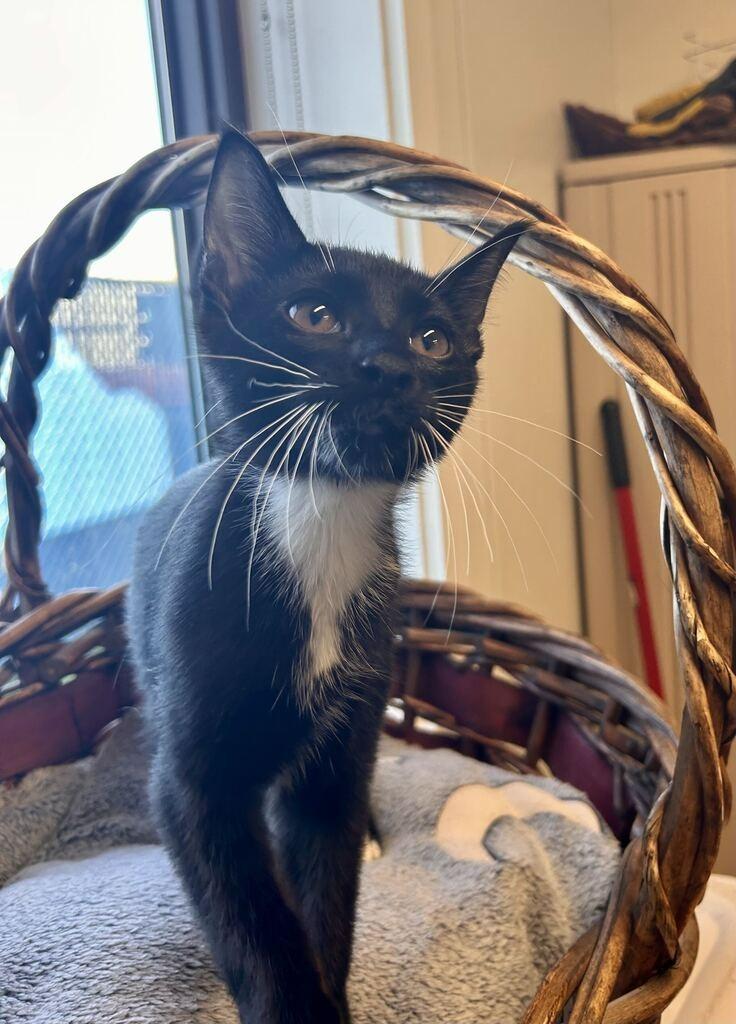 Enlarge Question Mark, a Adoptable mixed breed in Minot, ND image 3/3