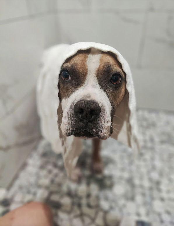 Enlarge Pickles, a Adoptable mixed breed in San Diego, CA image 1/3