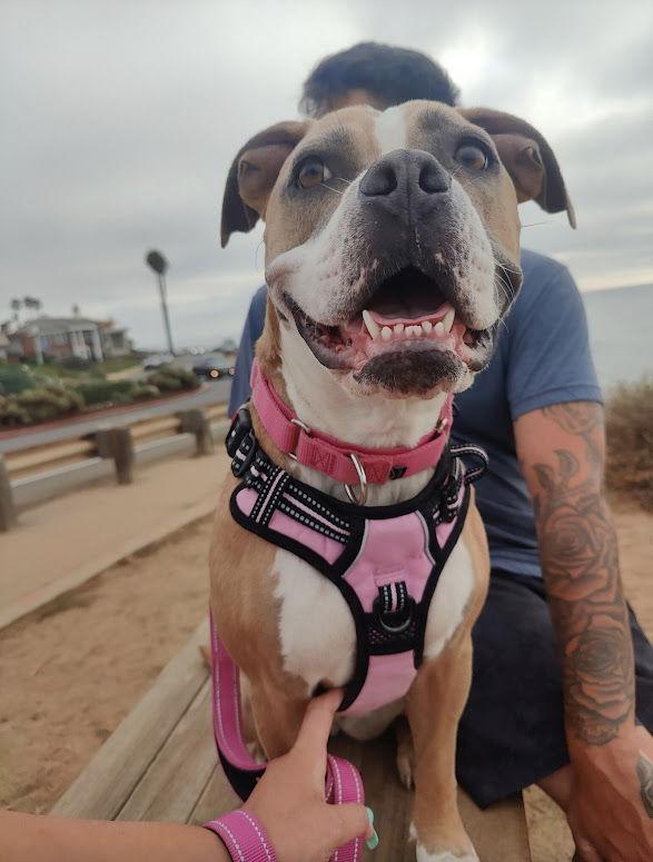 Enlarge Pickles, a Adoptable mixed breed in San Diego, CA image 2/3