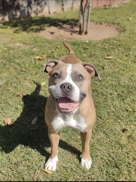 Enlarge Pickles, a Adoptable mixed breed in San Diego, CA image 3/3