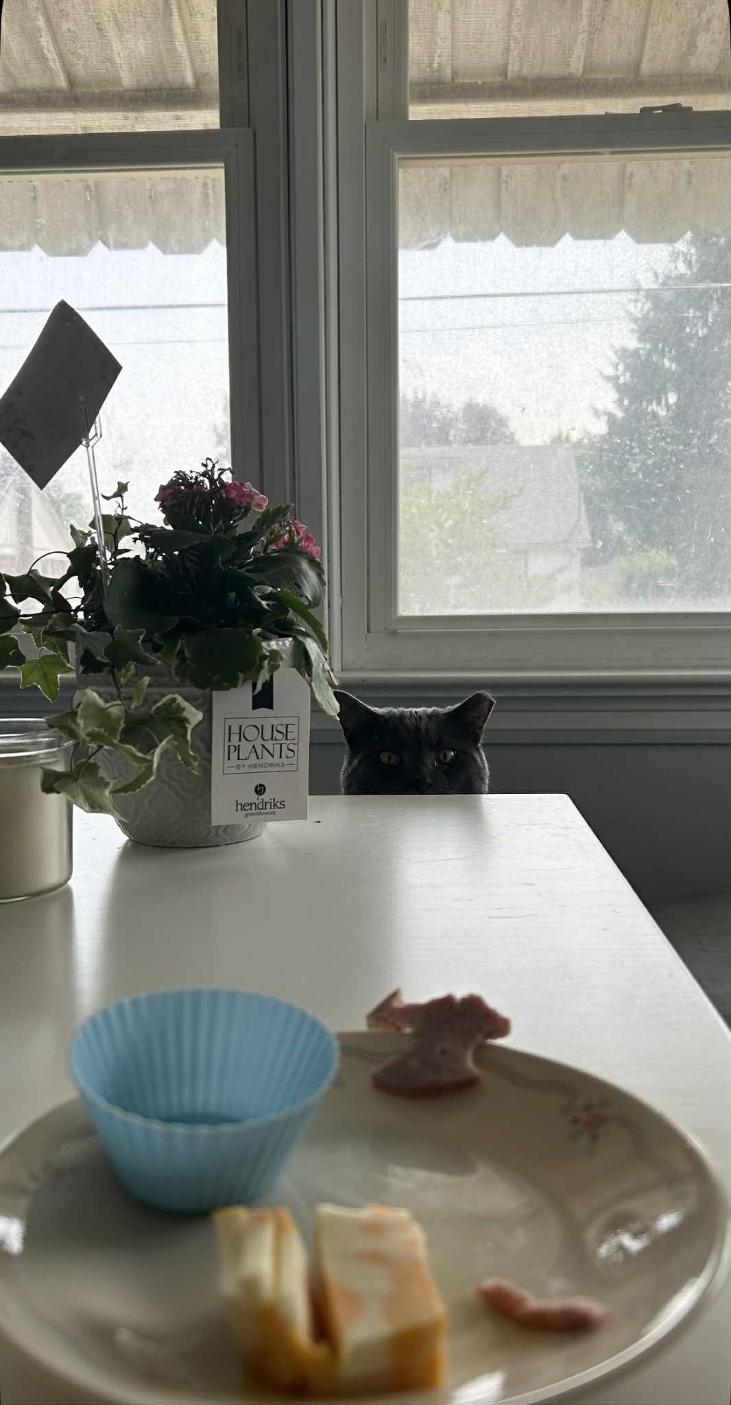 Morris, Adoptable, Adult Male Domestic Short Hair.