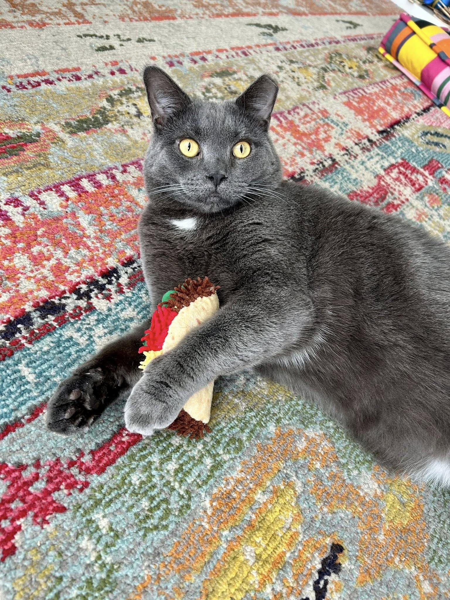 Morris, Adoptable, Adult Male Domestic Short Hair.