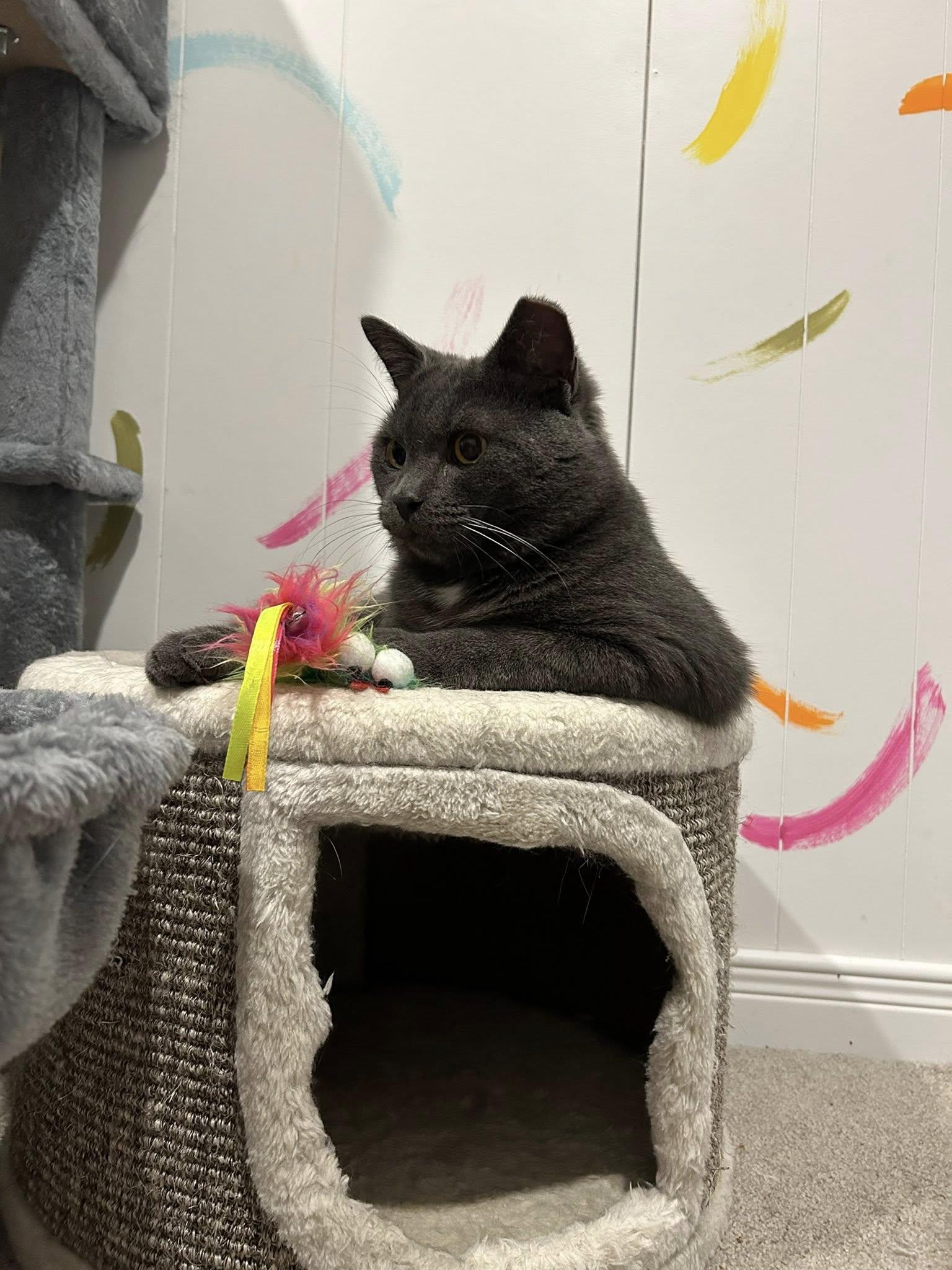 Enlarge Morris, a Adoptable Domestic Short Hair in Brantford, ON image 3/5