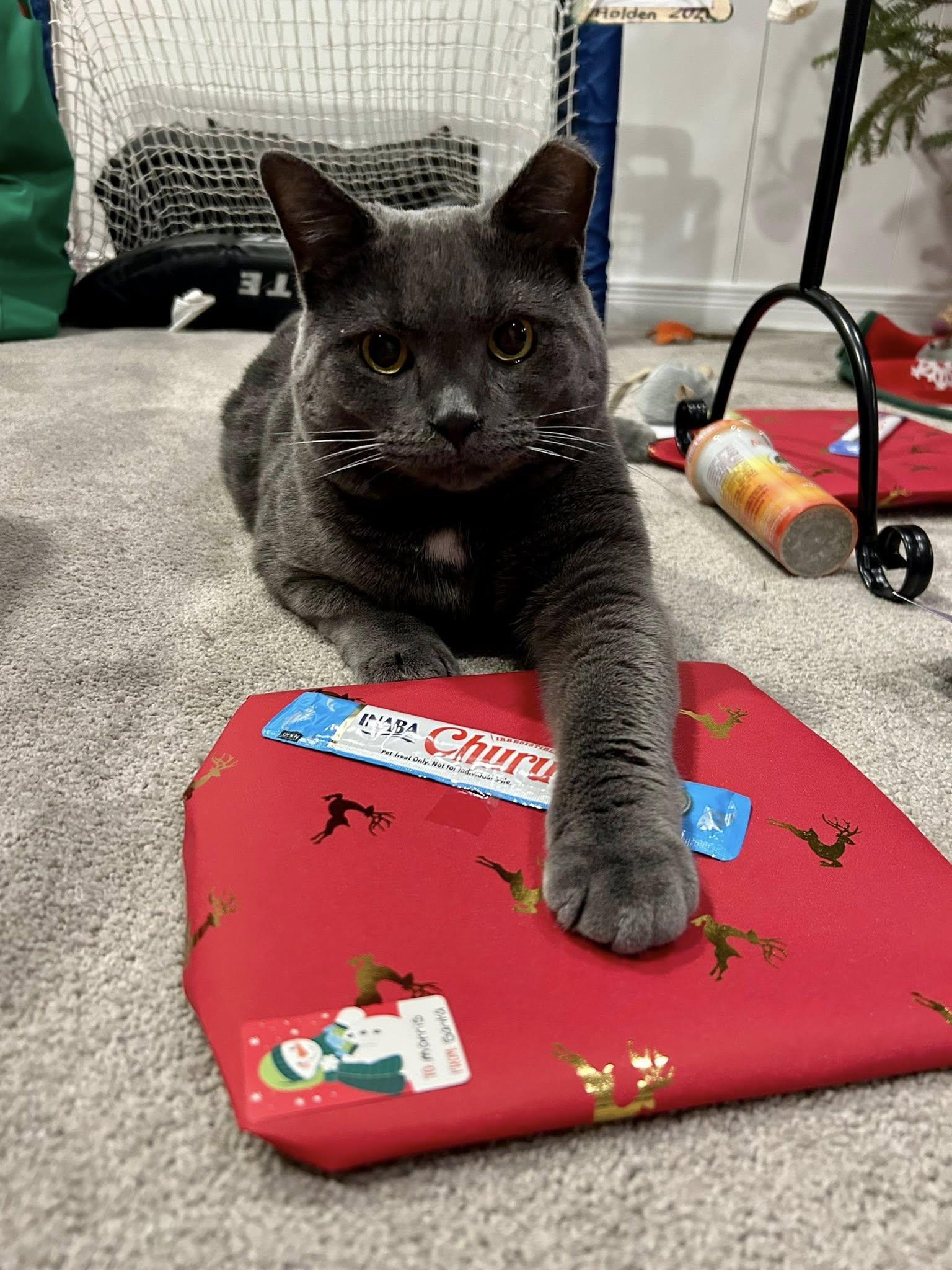 Enlarge Morris, a Adoptable Domestic Short Hair in Brantford, ON image 4/5