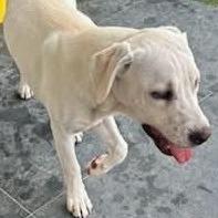 Whitey, Adoptable, Young Male Labrador Retriever.
