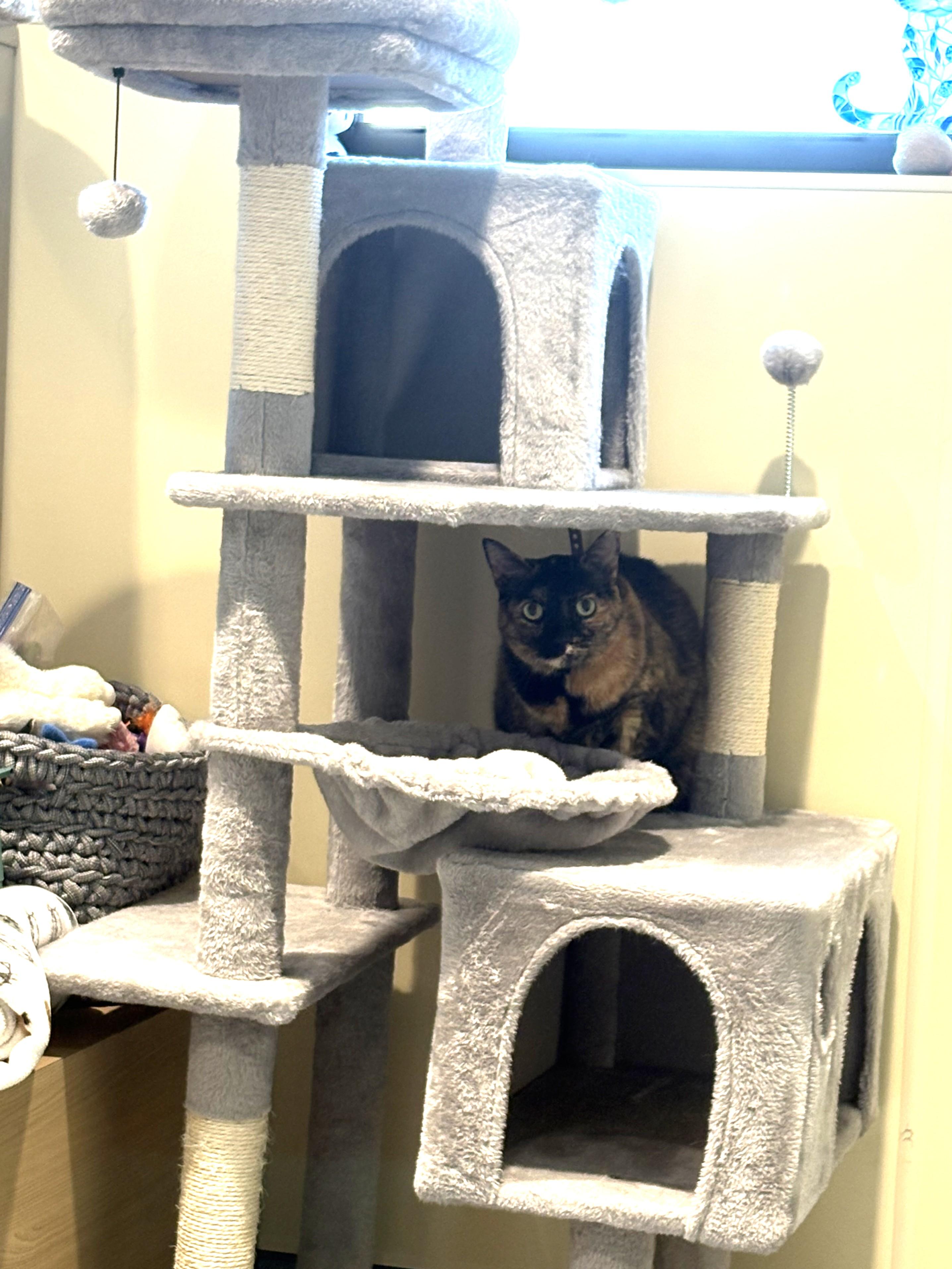 Enlarge Tiki, a ADOPTABLE Tortoiseshell in Mesquite, NV image 3/3