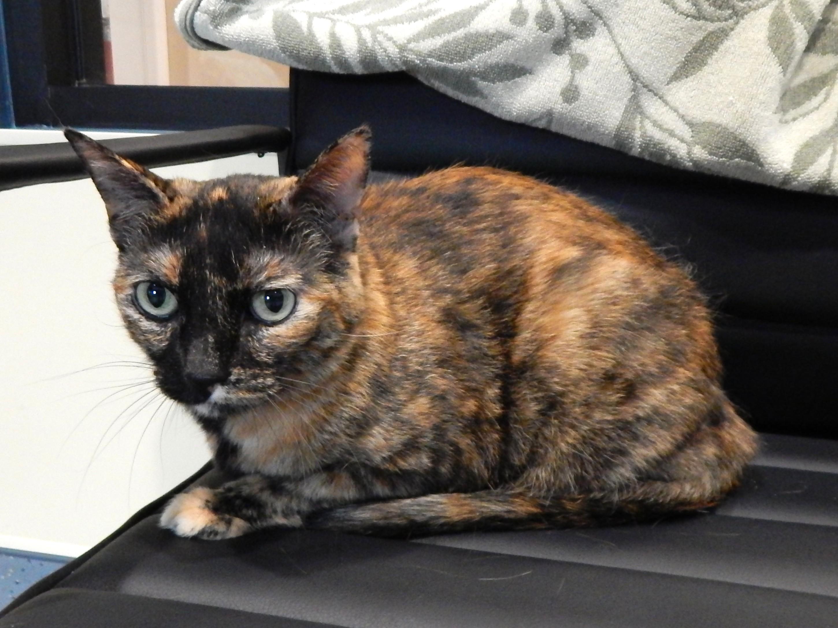 Enlarge Tiki, a ADOPTABLE Tortoiseshell in Mesquite, NV image 2/3
