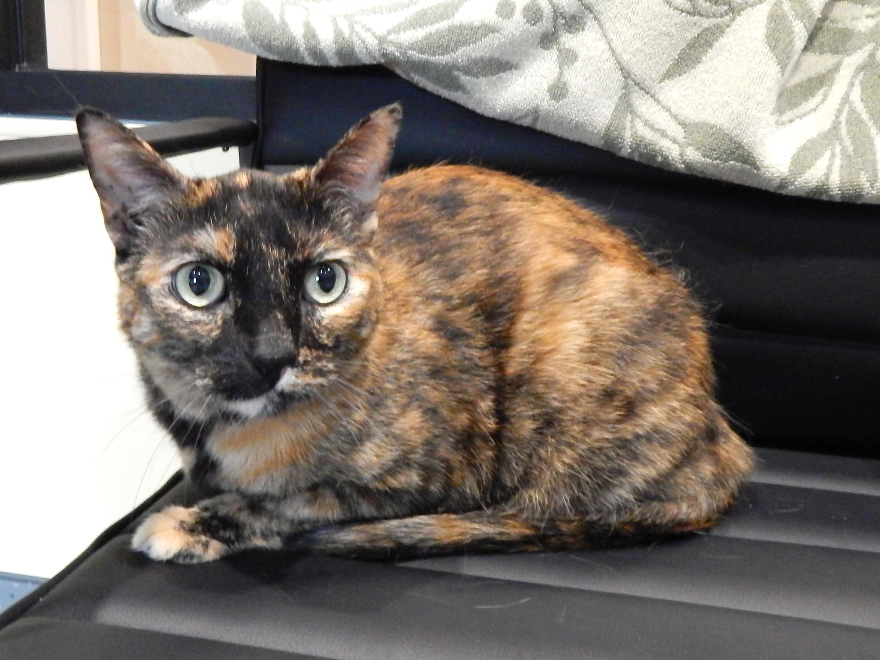 Enlarge Tiki, a ADOPTABLE Tortoiseshell in Mesquite, NV image 1/3