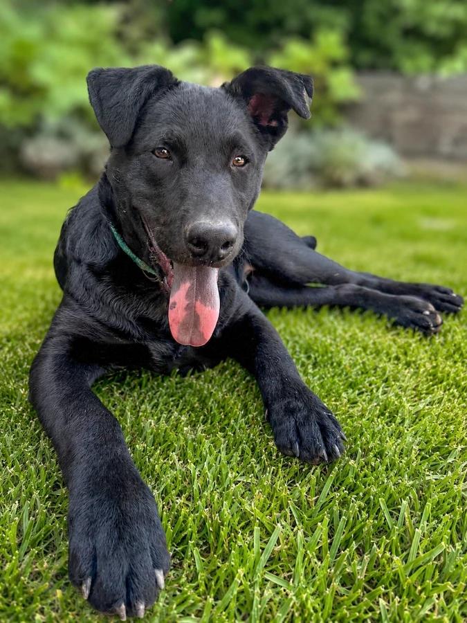 Cocoa, Adoptable, Puppy Male Mixed Breed.