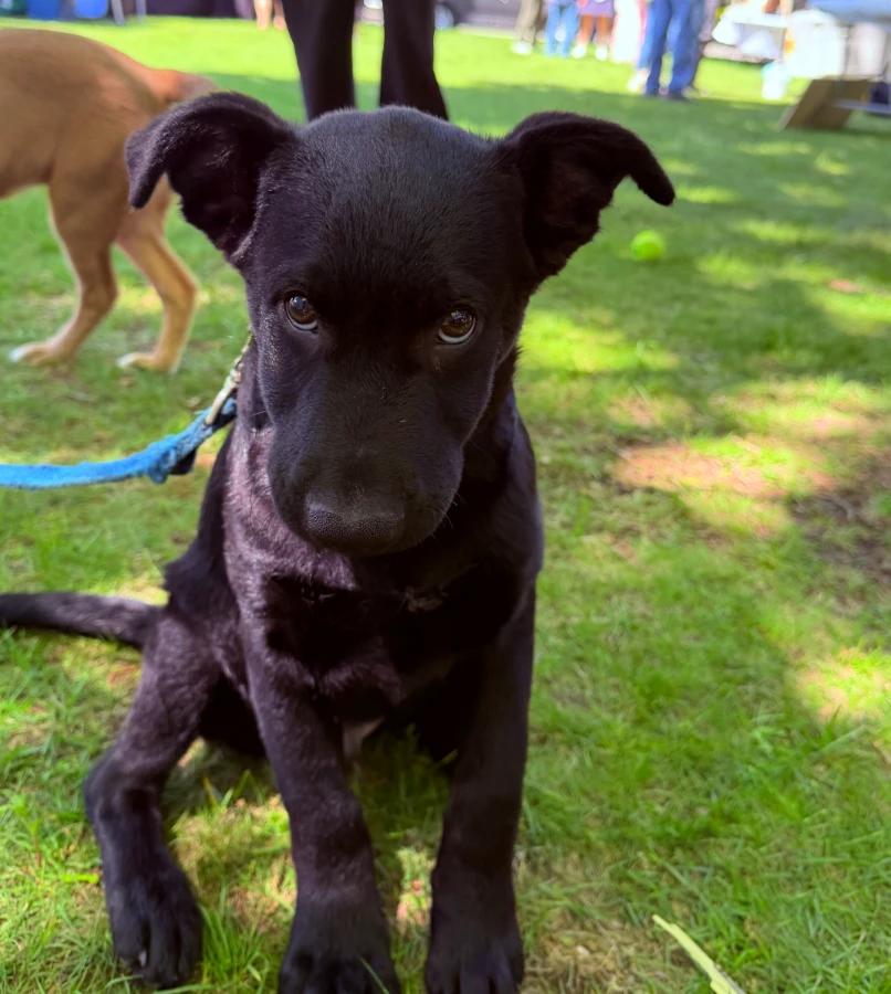 Enlarge Cocoa, a Adoptable Mixed Breed in Lindenhurst, NY image 1/1