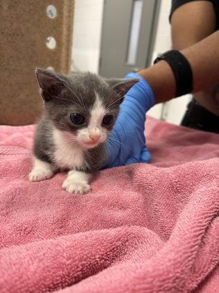 James P. Sullivan (Sulley), Adoptable, Kitten Male Domestic Short Hair & Domestic Short Hair.